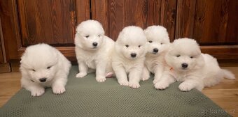 Samojed – Poslední štěně (s PP)