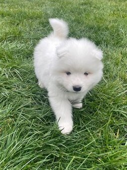 Samojed – Poslední štěně (s PP)