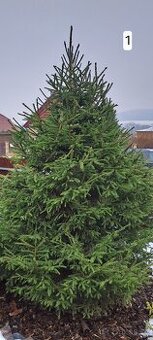 Živý Vánoční stromek