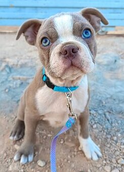 Bostonský teriér, štěňátko s PP - odběr únor 2026