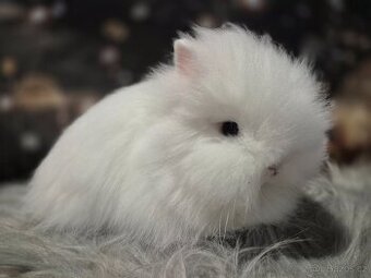 Zakrslý králík teddy