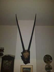 Trofej antilopa oryx - 1