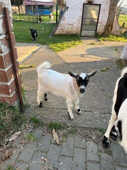 Koza holandská zakrsla