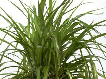 Zelenec - Chlorophytum comosum - Zelený - sazenice