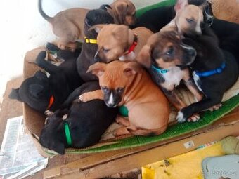 Stafford × Malinois