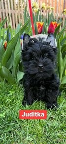 Prodáme fenky black yorkshire terrier s PP