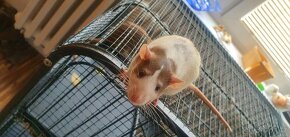 Potkan bílo-hnědý