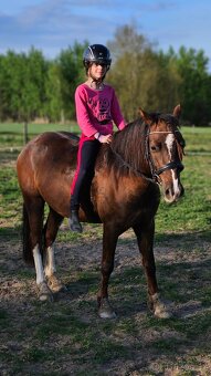 Welsh pony