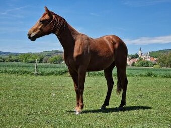 AQH valach - 1