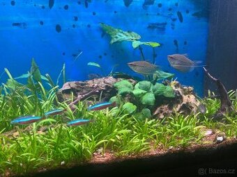Akvarijní rybičky, prodej