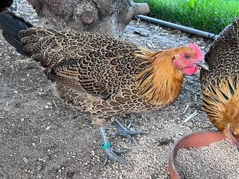 Česká slepice zlatá kropenatá - násadová vejce