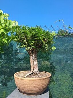 Bonsaj,bonsai Thuje