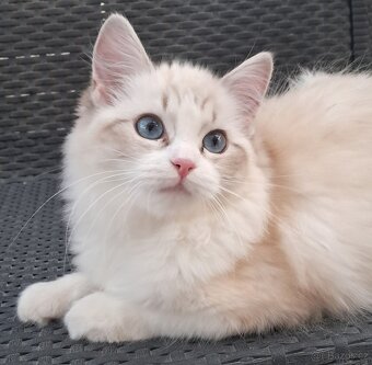 Kočička ragdoll s PP