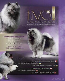 Chovný pes ke krytí - keeshond/vlčí špic s PP FCI
