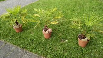 Mrazuodolné palmy - Trachycarpus Fortunei