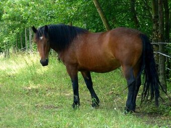 4 ročná kobyla Norik Muránsky - Génová rezerva