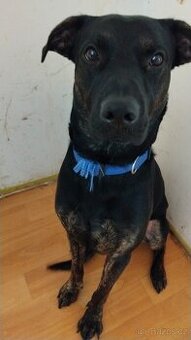 Roky kříženec labradora