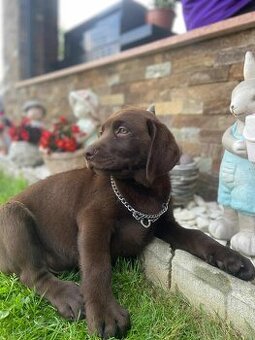 štěňata labrador a hnědý kluk – připravena k odběru