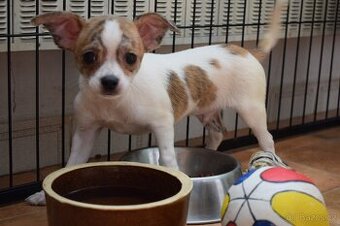 ČIVAVA - KRÁTKOSRSTÁ - PES