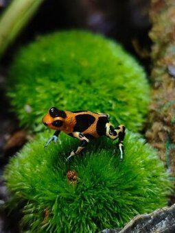 ✨ Ranitomeya chazuta – malý drahokam z peruánského pralesa ✨