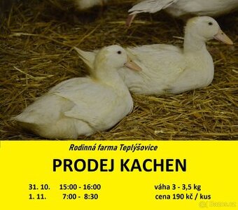 Prodej vykrmených kachen