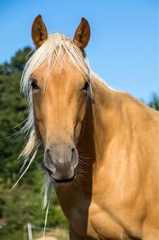 Čistokrevná klisna QH Palomino - 1