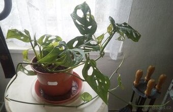 5x pokojová Monstery Monkey Leaf