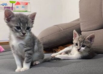 Vymazlená koťátka hledají nový domov 🏡 - 1