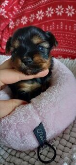 Jorkšírský Yorkšírský teriér