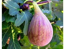 Fíkovníky různé velikosti a odrůdy