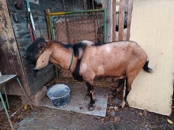 Připouštění 100 % AN kozlem s PoP