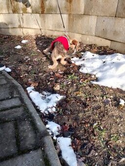 Jezevčík drsnosrstý štěňátko s PP váha 3 kg