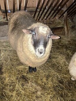 Prodám berana Suffolka