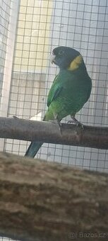 Koupím Barnard límcový velký 0.1.25