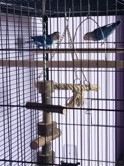 Agapornis Fischeri bez DNA