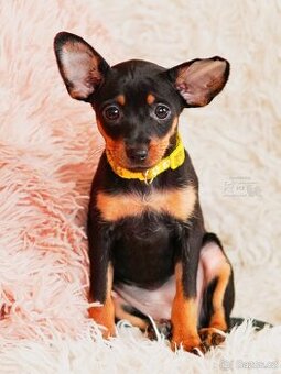 Rusky toy hladkosrstý s PP FCI, fenka