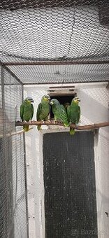 Amazoňan oranžovokřídlý