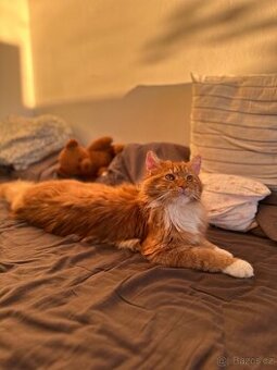 Mainská mývalí / MCO