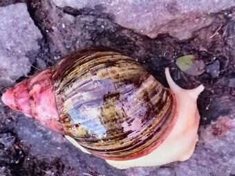 Chovné archachatiny prodám