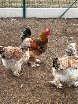 NV Brahmánka velká