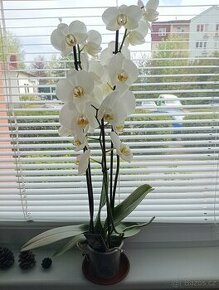 Květina Phalaenopsis - 1