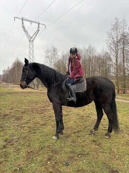 SP klisna 182 cm