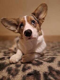 Wels Corgi Cardigan s PP