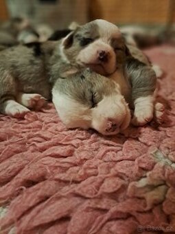 Wels Corgi Cardigan s PP