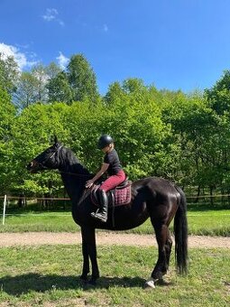 SP klisna 182 cm