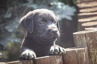 Štěňata - labradorský retriever s PP - odběr říjen 2025