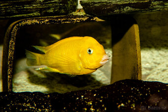 Tropheus sp. black Kiriza Gold - 1