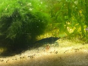 Krevetky modré Blue dream - Neocaridina davidi