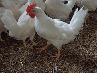 Kohoutci Leghorn