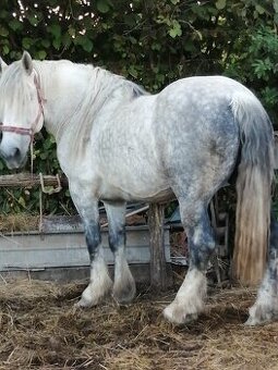 Percheron na predaj